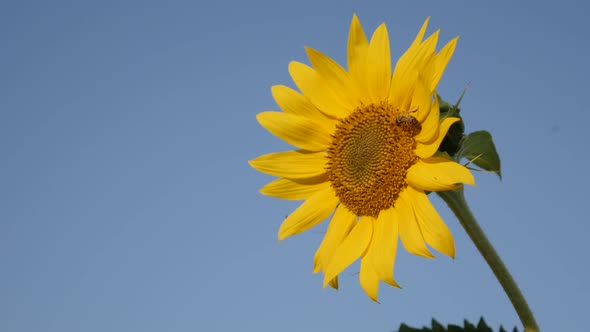 Beautiful sunflower and blue sky 4K 2160p 30fps  UltraHD footage - Close-up of bee over Helianthus p