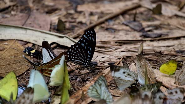 Seen in the middle resting with other butterflies flying around, Dark Blue Tiger Butterfly Tirumala
