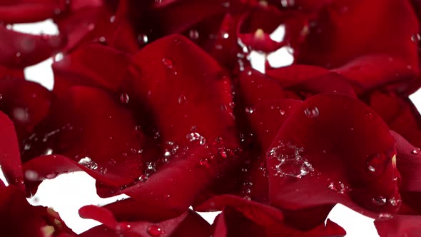 Super Slow Motion Shot of Water Drops Falling and Splashing on Red Rose Petals at 1000 Fps