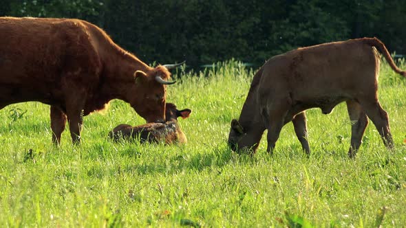 Cattle in a Pasture - a Cow Cleans a Calf, Another Calf Grazes Nearby, a Forest in the Background