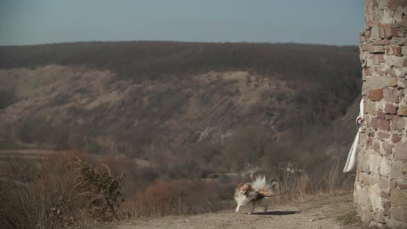 Teenager Girl Walking with Her Little Dog Pomeranian Spitz Towards the Hills