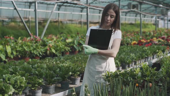 A smart young Asian girl florist checks the quality of plants in a greenhouse with a tablet. Slow mo