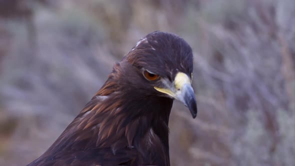 Tight shot of golden eagles head