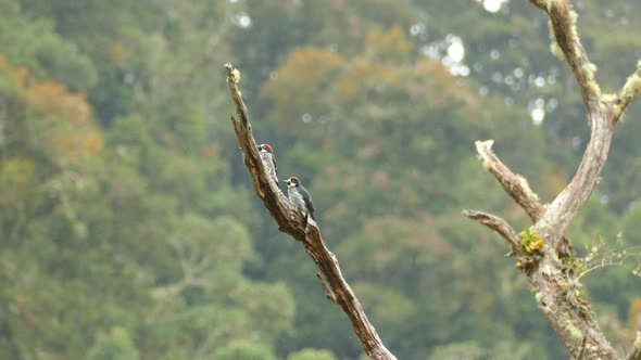 In the middle of the Costa Rica forest 2 Acorn Woodpeckers perch on a tree branch before taking flig