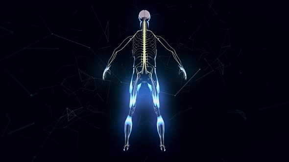 Man Nervous System V1 4k