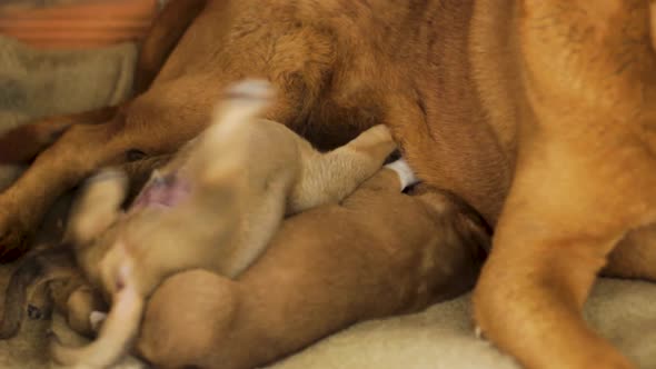 Close up of mongrel mom feeding his puppies