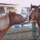 Slow Motion Horses Playing with Each Other One Bit the Other - VideoHive Item for Sale