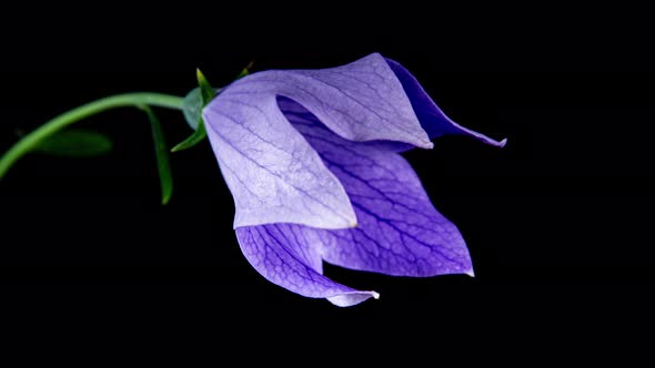 Violet Platycodon Flower Open Blossom in Time Lapse on a Black Background. Campanula Bud Growing