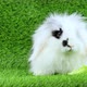 Little rabbit eats lettuce. Cute rabbit on the lawn. - VideoHive Item for Sale