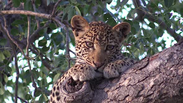 Close view of young leopard leaning head on tree branch and watching