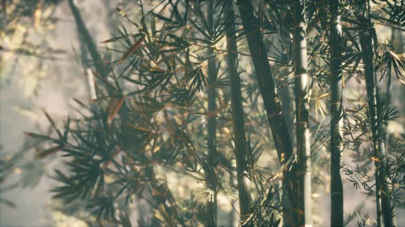 Asian Bamboo Forest with Morning Sunlight