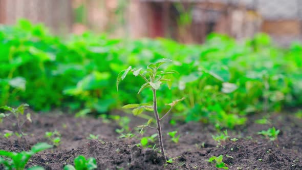 A Young Tomato Seedling in Dew Drops Grows in the Soil on a Garden Bed Closeup with a Blurred