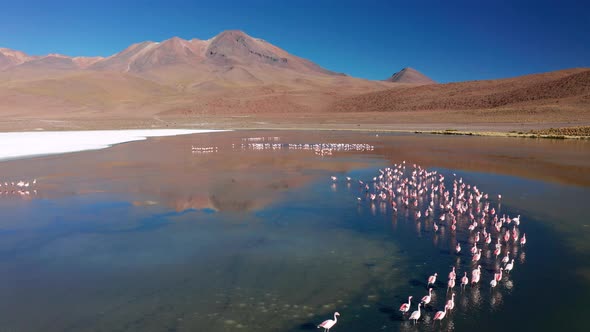 Sunrise View of Laguna De Canapa with Flamingo Bolivia Altiplano