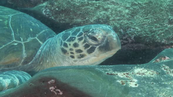 A close-up view of a Sea Turtle underwater wedged between rocks sleeping