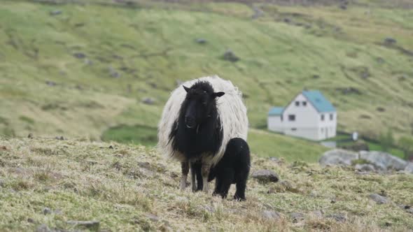 Sheep Standing With Black Lambs Outside Village