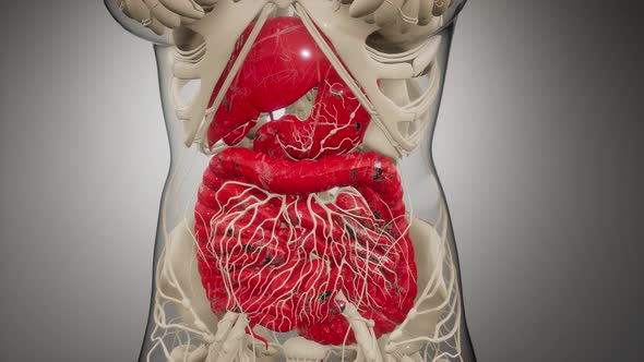 Human Digestive System Parts and Functions