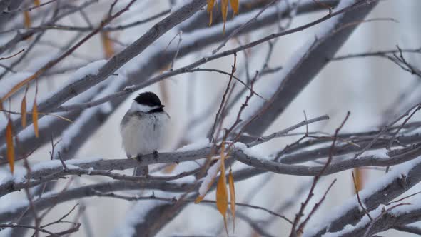 A Black-capped Chickadee perched on a tree preening itself during a light snow