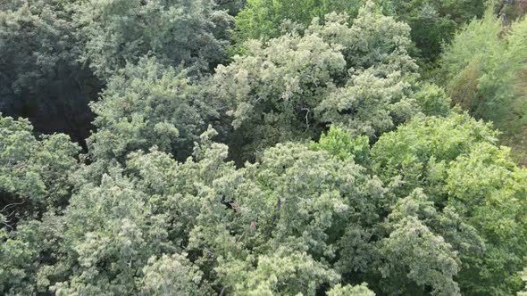 Aerial View of Green Forest in Summer. Ukraine