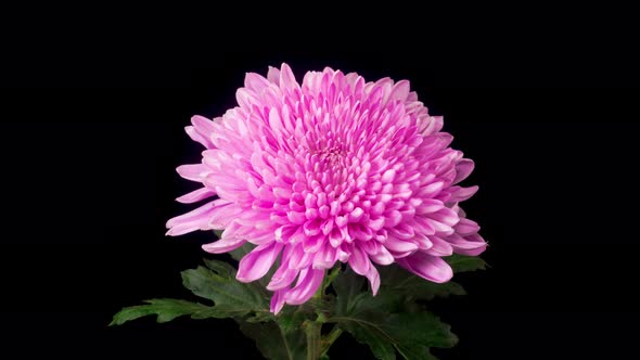 Beautiful Pink Chrysanthemum Flower Opening