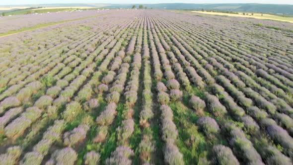Lavender Field aerial view