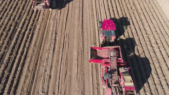 Harvesting Potatoes in Field