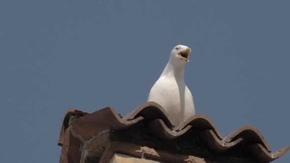 Seagull squawking on an Italian tiled rooftop