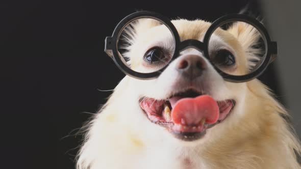 cute smart brown chihuahua puppy dog sit relax wearing round glasses stuidio shot dark background