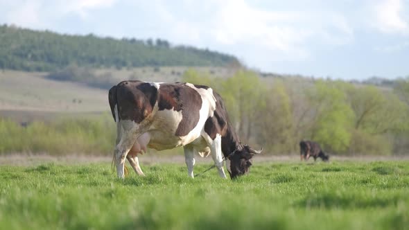 Milk Cows Grazing on Green Farm Pasture on Summer Day