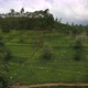 Tropical Landscape of Green Hills with Tea Plantations - VideoHive Item for Sale