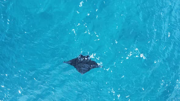 Large marine Manta Ray glides effortlessly through the turquoise water of a tropical island.