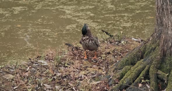 Domestic Ducks Walk on Grass on Farm