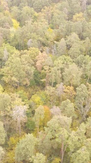 Vertical Video Forest with Trees in the Fall