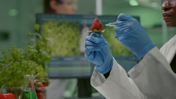 Closeup Chemist Scientist Injecting Nature Strawberry with Chemical Pesticides