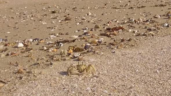 A curious little crab on Glen Gariff Beach.