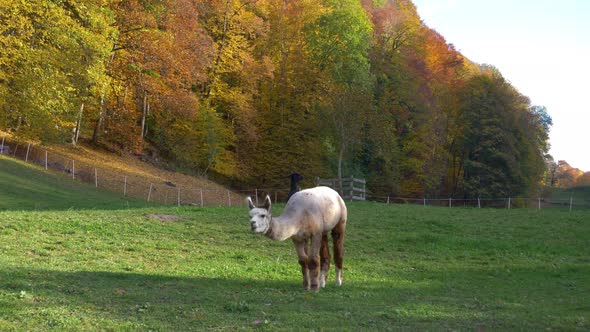 Alpaca eating on a field in Switzerland. In the background is another black alpaca. Further away in