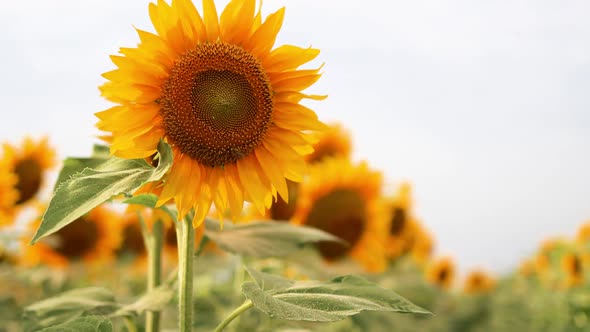 Sunflowers in the Field with Sunlight in Sunset