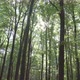 Sun flickering through the forest trees  - VideoHive Item for Sale