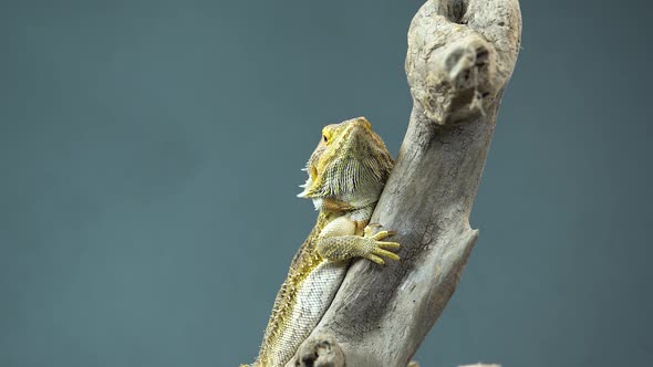 Lizards Bearded Agama or Pogona Vitticeps on Wooden Snag at Black Background. Close Up