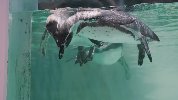 Group Of Magellanic Penguins Floating Under Water Surface In An Aquarium. close up, slow motion