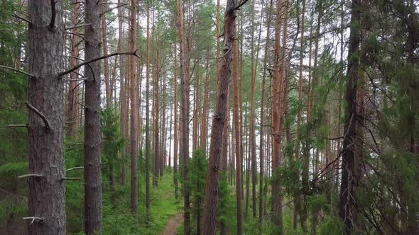 Flying Through Evergreen Coniferous Pine Forest, Aerial View