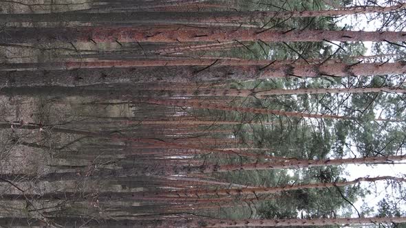 Vertical Video of Trees in a Pine Forest Slow Motion