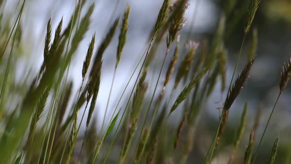 Shore Grass 06