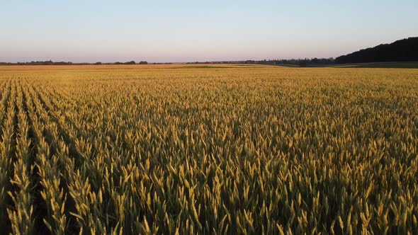 Field with Wheat at Sunset. Ripening of Grain in Agricultural Fields