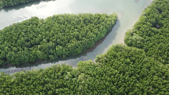 Aerial of River in Mangrove Forest in Thailand
