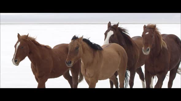 Slow motion wide screen of horses running as it is snowing.