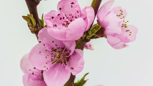 Peach Flower On White 2