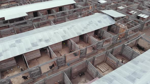 Homeless Stray Dog Shelter. Aerial View