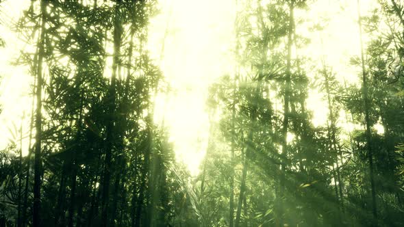 Leaves of Bamboo in the Smokes