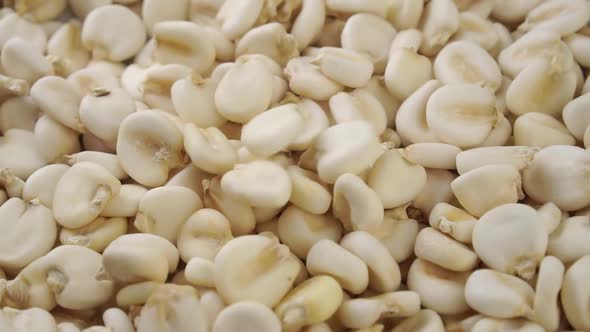 Dry maize mote falling in slow motion close up. Hominy grain