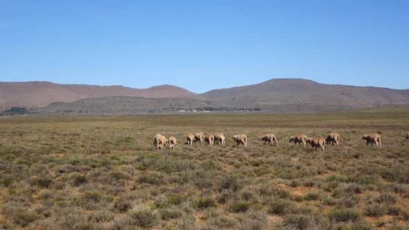 Sheep farming in the central karoo